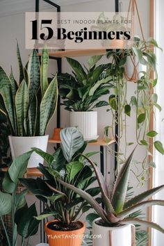 some houseplants and plants are sitting on shelves in front of a window with text overlay that reads 15 beginner's for indoor plants