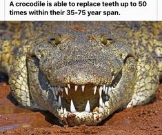 an alligator with its mouth open and it's teeth wide open on the ground