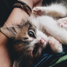 a small kitten laying on top of someone's arm with it's paw in the air