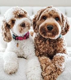 two brown and white dogs sitting on top of a bed next to eachother