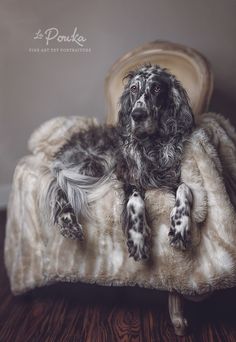 a black and white dog laying on top of a bed covered in a furry blanket