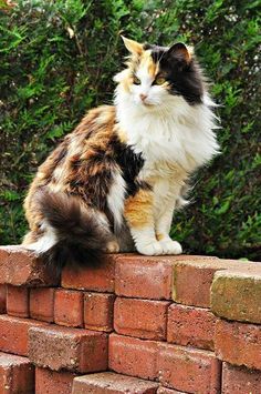 a cat sitting on top of a brick wall