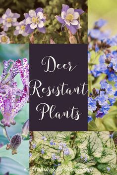 flowers and plants with the words des restantants plantes written in white letters