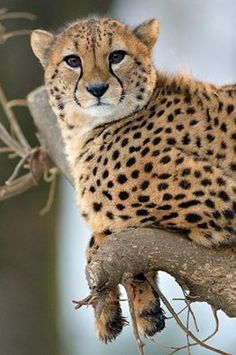 a cheetah sitting on top of a tree branch looking at the camera lens