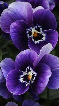 three purple flowers with white and black centers