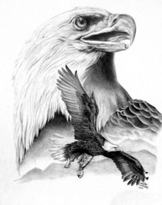 an eagle is shown in this drawing