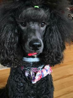 a black poodle with a bow tie around its neck