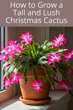 a potted plant sitting on top of a window sill with the words how to grow a tall and lush christmas cactus