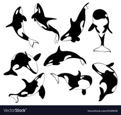 the silhouettes of dolphins in different positions and colors on a white background stock photo