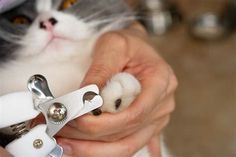 How To Trim Cat'S Nails When They Don'T Like It. There are any references about How To Trim Cat'S Nails When They Don'T Like It in here. you can look below. I hope this article about How To Trim Cat'S Nails When They Don'T Like It can be useful for you. Please remember that this article is for reference purposes only. #how #to #trim #cat's #nails #when #they #don't #like #it Nail Round, Trim Cat Nails, Nail Room Ideas, Nail Trimming, Cat Nail, Dog Clippers, Cut Cat, S Nails, How To Cut Nails