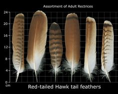 four different feathers are shown on a graph in the shape of a rectangle with words that read, red - tailed hawk feathers