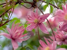 pink flowers are blooming on the tree branch