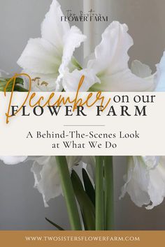 white flowers in a vase with the words december on our flower farm