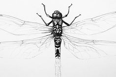 a black and white drawing of a dragon fly