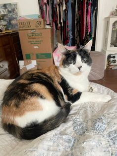 a calico cat sitting on top of a bed