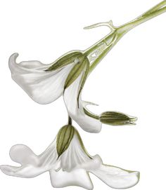 two white flowers with green leaves on them