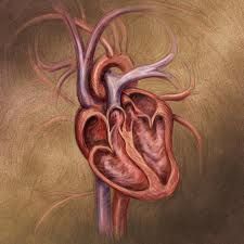 a drawing of a human heart on a brown background