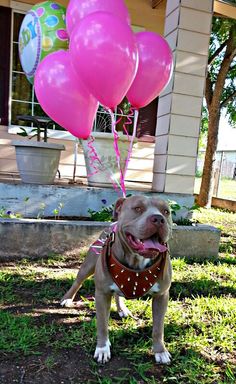 a dog standing in the grass with some balloons on it's head and his tongue hanging out