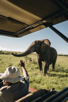 an elephant walking across a lush green field next to a man in a white hat