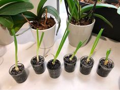 small pots with plants in them sitting on a table