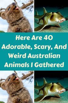 there are 40 adorable, scary, and weird australian animals i gathered around the world