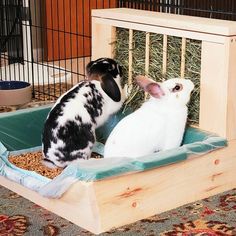 two rabbits in a cage eating hay