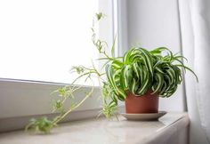 a potted plant sitting on top of a window sill