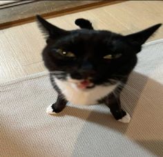 a black and white cat sitting on the floor