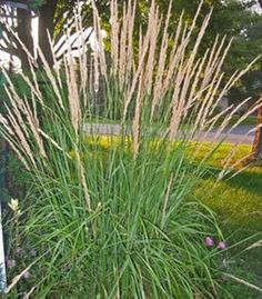 the tall grass is growing in the garden