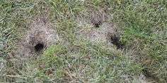 two black holes in the grass that look like they have been dug into by an animal