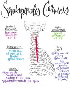 a diagram of the neck and bones with words describing their functions in each part of the neck