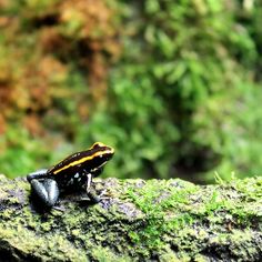 a black and yellow frog sitting on top of a moss covered tree branch in the forest