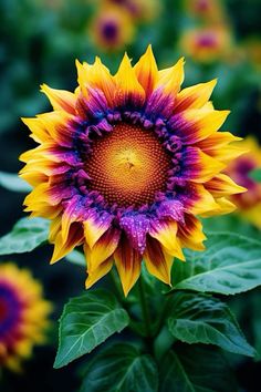 a sunflower with purple and yellow petals in the center is surrounded by green leaves