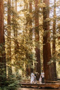 three people standing on a wooden bridge in the middle of a forest surrounded by tall trees