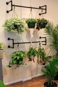 several potted plants are hanging on the wall