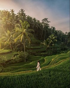 Beautiful Places in Indonesia For You Ubud Spa, Best Of Bali, Ubud Indonesia, Green Scenery, Rice Field