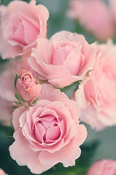 pink flowers are blooming in the garden