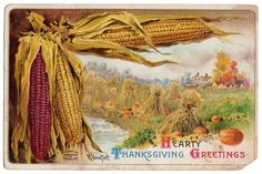 an old thanksgiving greeting with corn on the cob