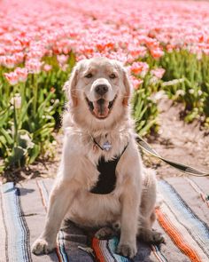 a white dog sitting on top of a blanket in front of pink tulips