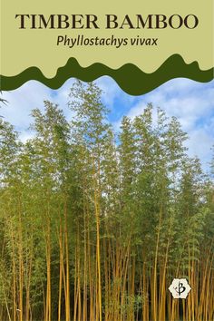 a bamboo forest with the words timber bamboo phyllostachys vivax