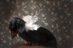 a small black and brown dog with white feathers