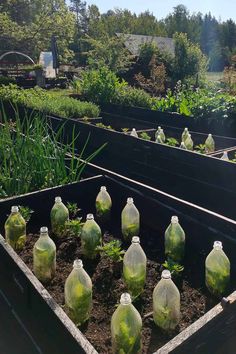 there are many empty bottles in the garden