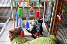 two dogs and three cats playing in a caged area with toys on the floor