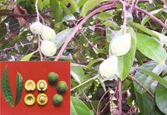 the fruit is on the tree and ready to be picked