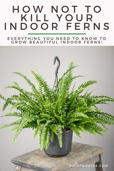 a potted fern plant with the title how not to kill your indoor ferns everything you need to know to grow beautiful indoor ferns