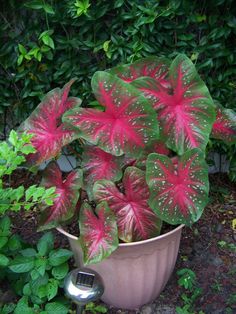 a potted plant with red and green leaves in the ground next to shrubbery