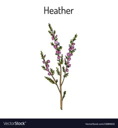 a plant with purple flowers and the word heather written in black ink on a white background