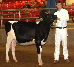 a man standing next to a black and white cow in an arena with red seats