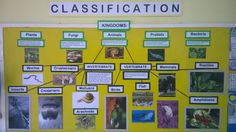 a yellow bulletin board with pictures and words on it that include animals, plants, and other things