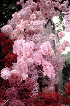 pink and red flowers growing on the side of a building